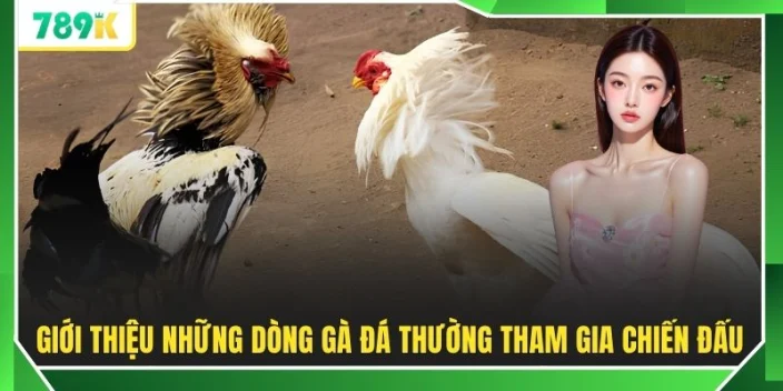 Giới thiệu những dòng gà đá thường tham gia chiến đấu