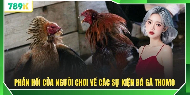 Phản hồi của người chơi về các sự kiện đá gà Thomo 
