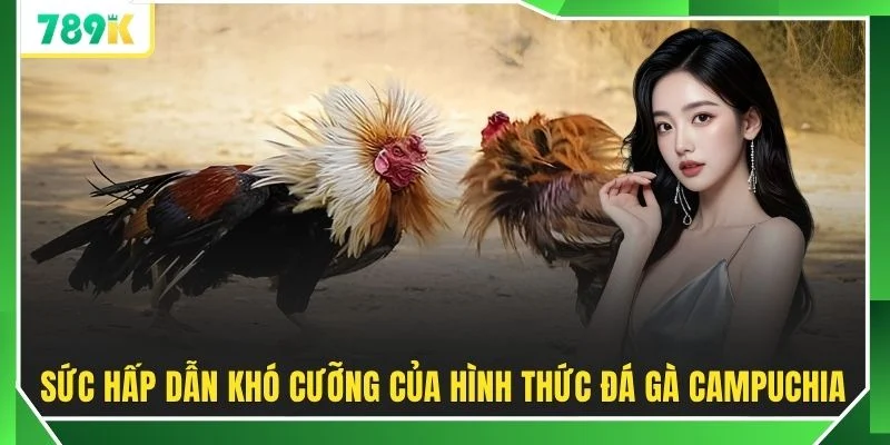 Sức hấp dẫn khó cưỡng của hình thức đá gà campuchia