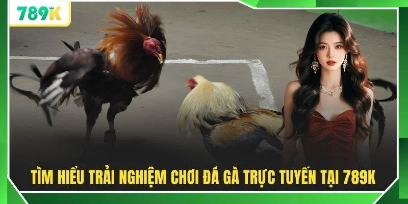 Tìm hiểu trải nghiệm chơi đá gà trực tuyến tại 789K